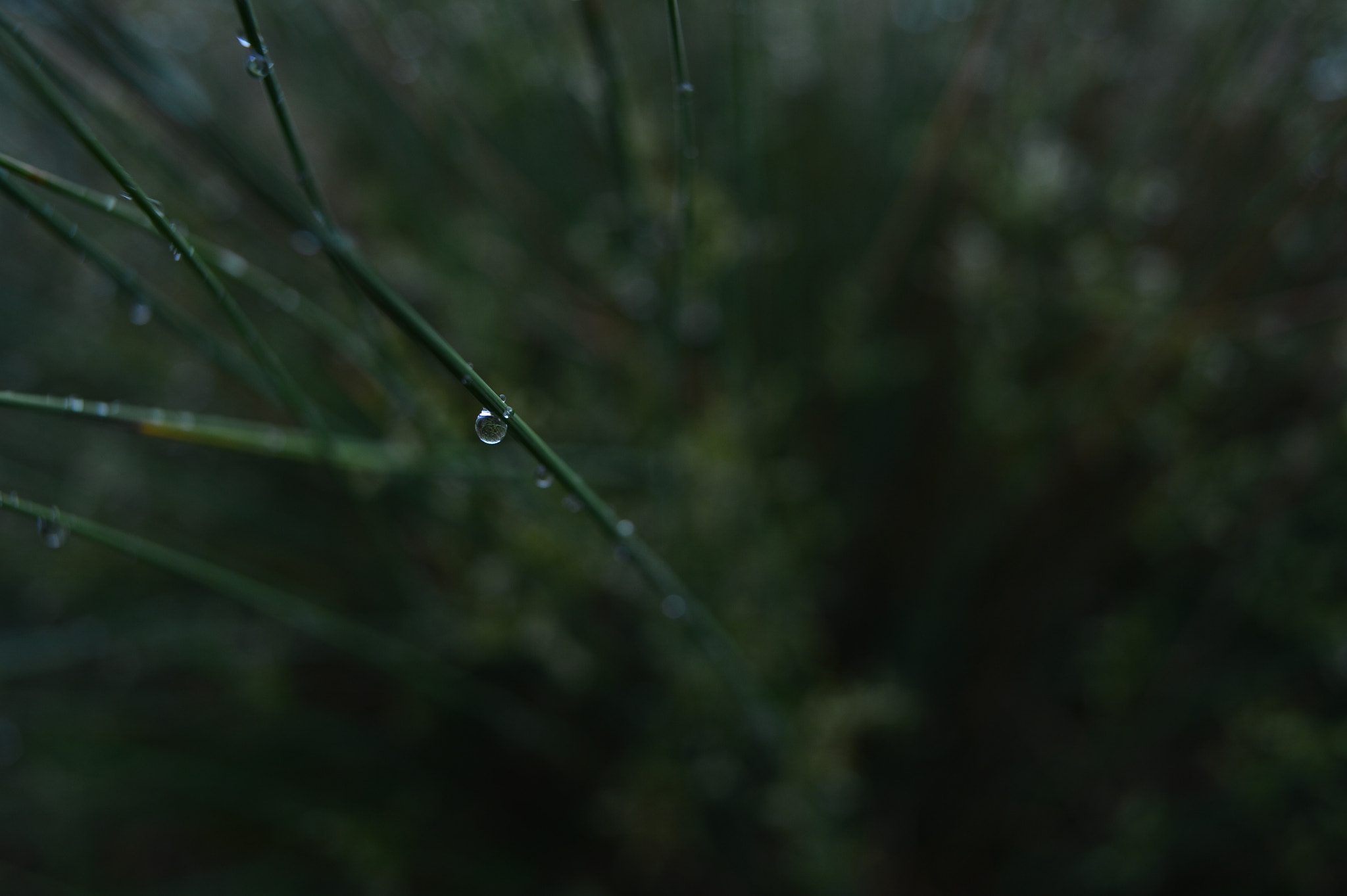 Manual Lens No CPU sample photo. Drop photography