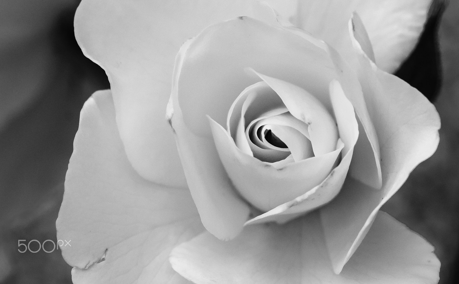 Sigma 105mm F2.8 EX DG OS HSM sample photo. Layered photography