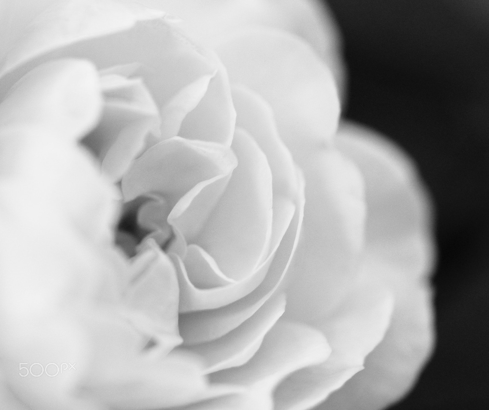 Sigma 105mm F2.8 EX DG OS HSM sample photo. Emergence photography