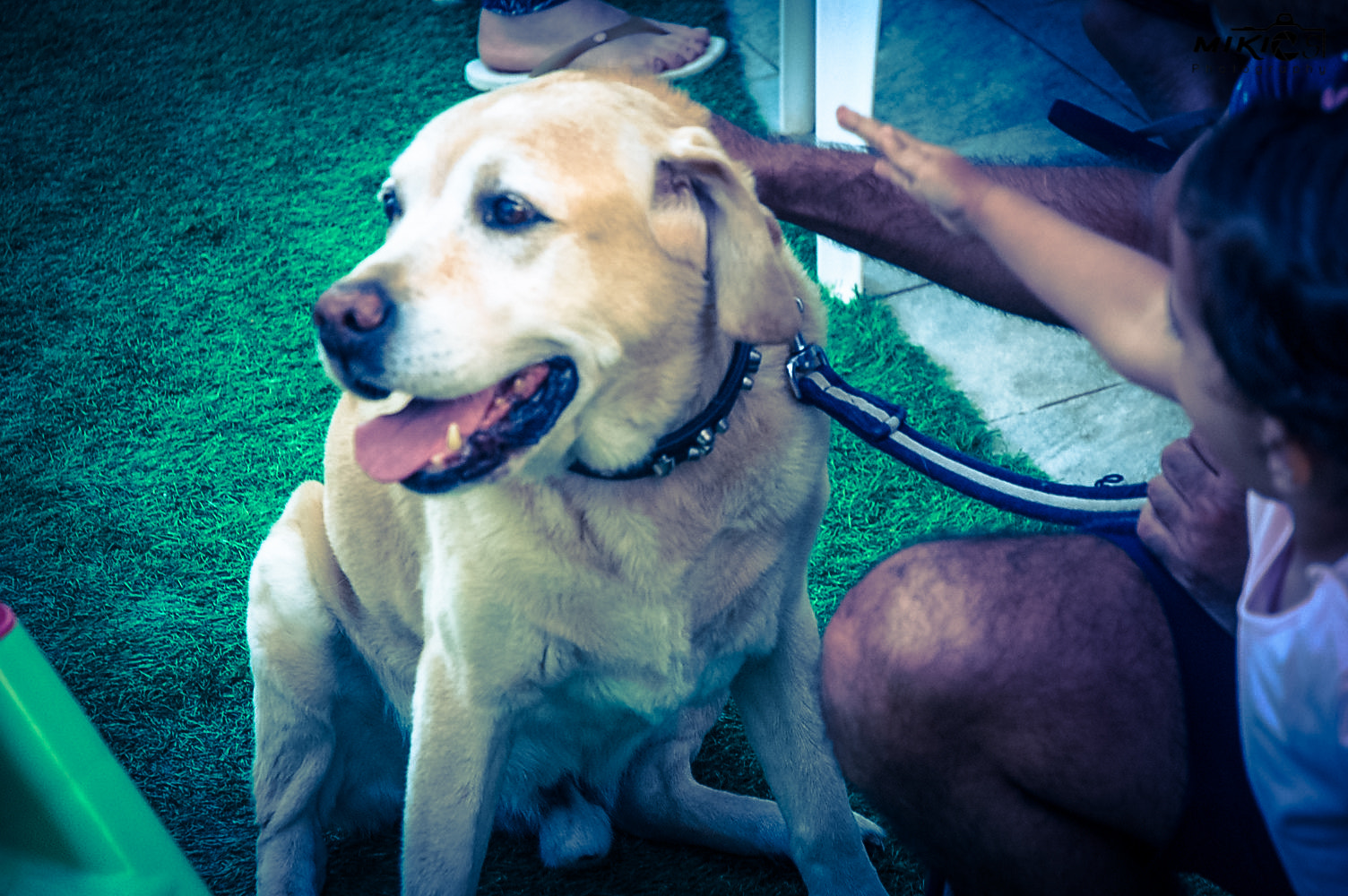 Nikon D50 sample photo. Dog comp1 photography
