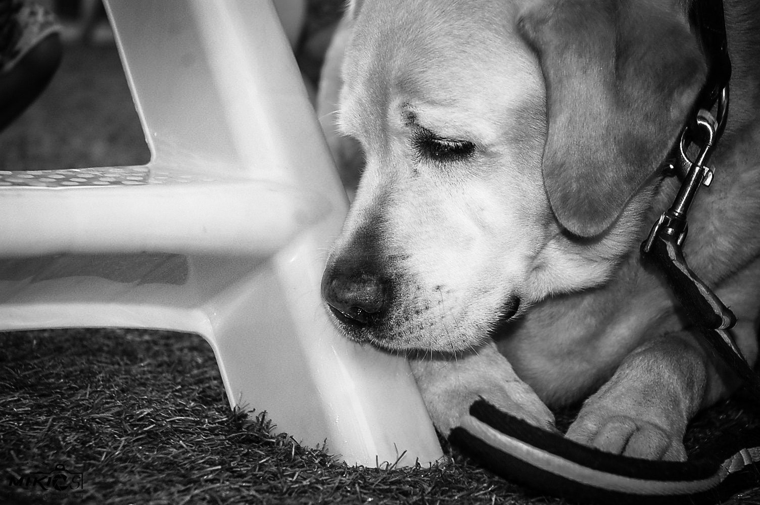 Nikon D50 sample photo. Dog comp filter photography