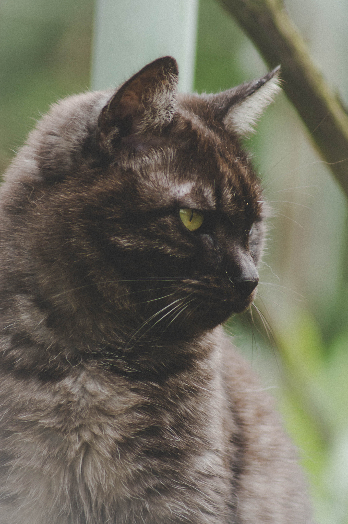 Sony 75-300mm F4.5-5.6 sample photo. Tofik photography