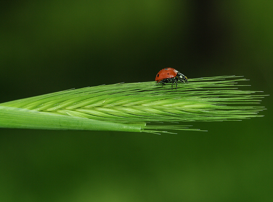 Pentax K20D + smc PENTAX-FA Macro 100mm F2.8 sample photo. Green way photography
