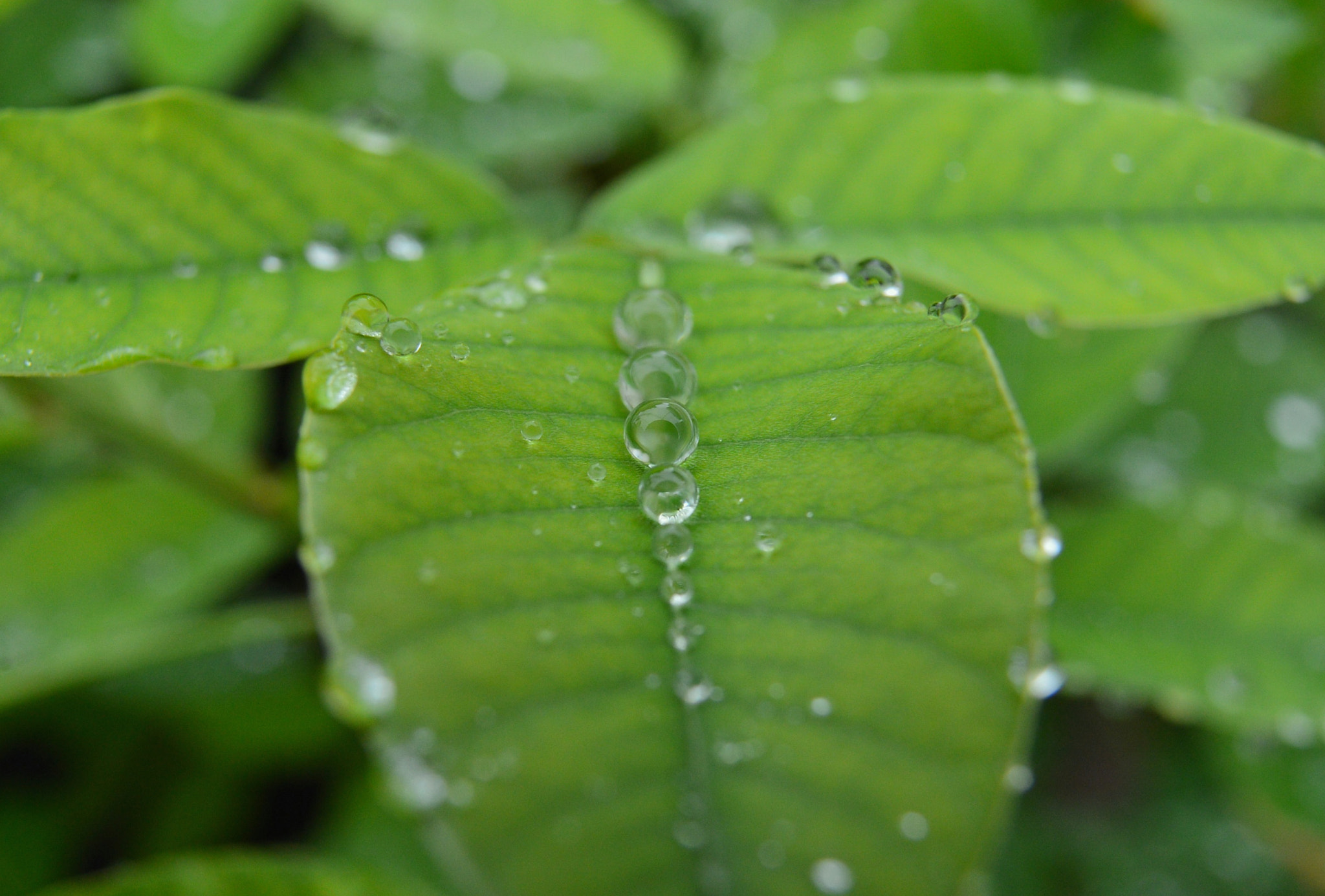 Nikon D4 + AF Nikkor 50mm f/1.8 sample photo. Drops photography