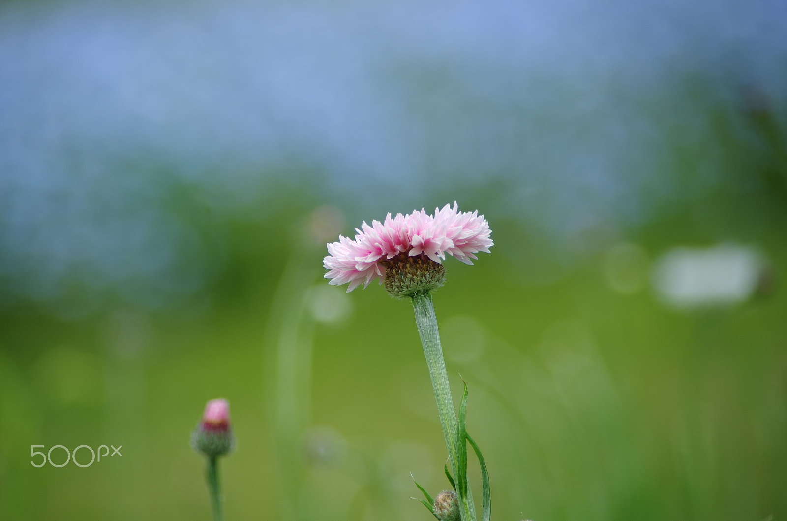 smc PENTAX-DA L 55-300mm F4-5.8 ED sample photo. Watery blue photography
