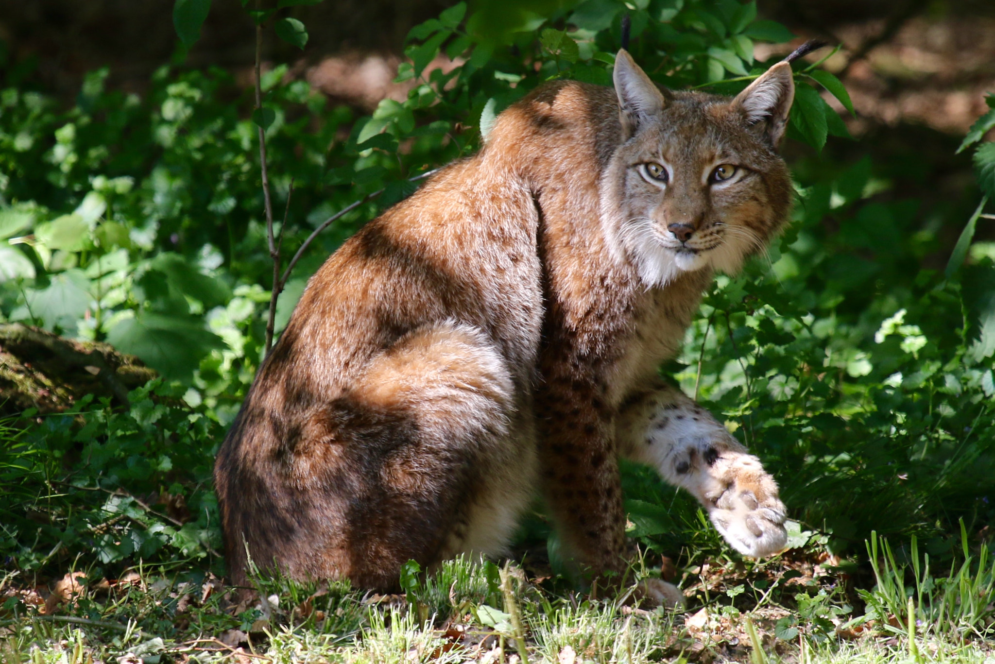 Canon EF 100-400mm F4.5-5.6L IS USM sample photo. Lynx photography