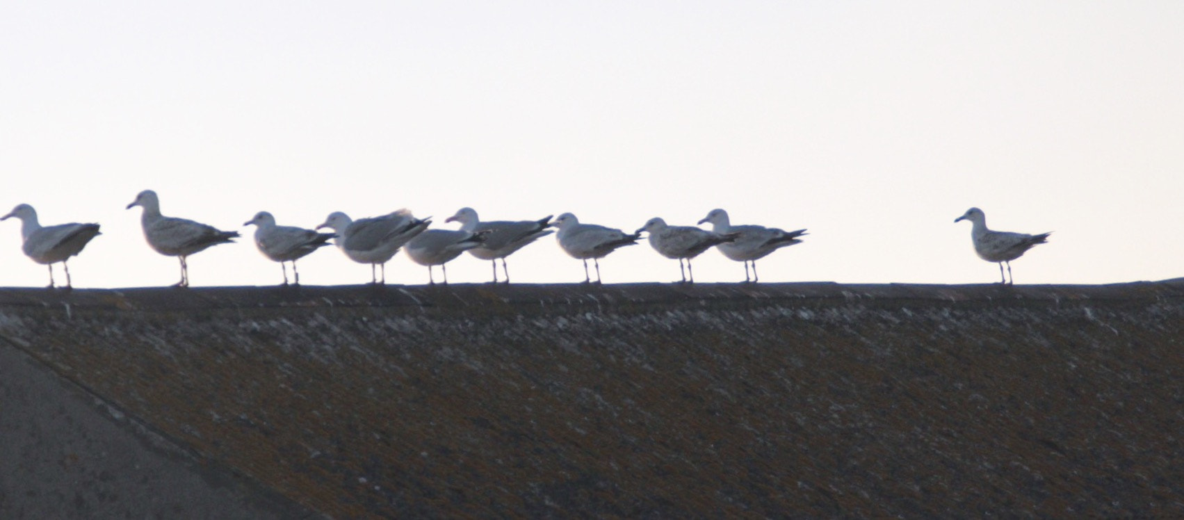 Canon 18-200mm sample photo. Odd one out photography