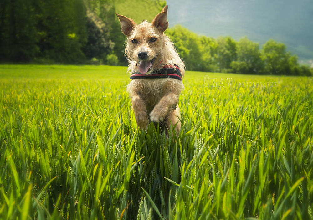 Sigma 24-60mm F2.8 EX DG sample photo. Jump! photography