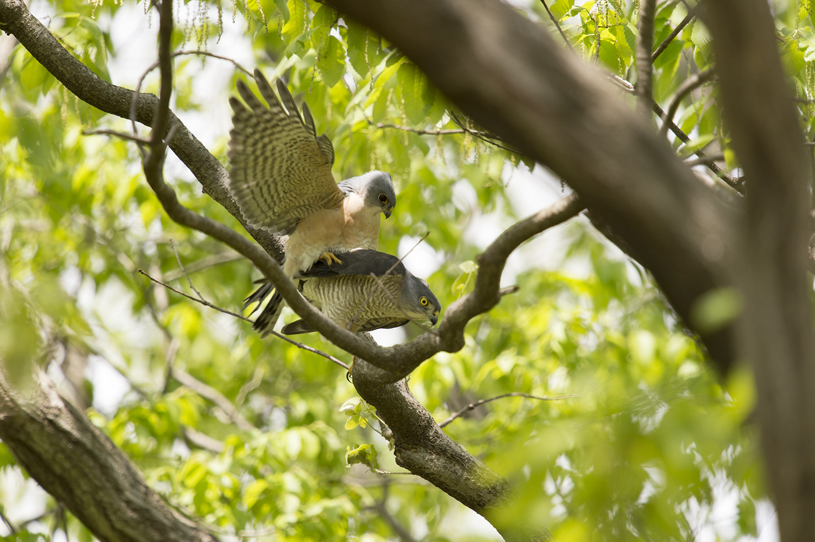 Nikon D4S + Nikon AF-S Nikkor 600mm F4G ED VR sample photo. 野生の営み【ツミ】 photography