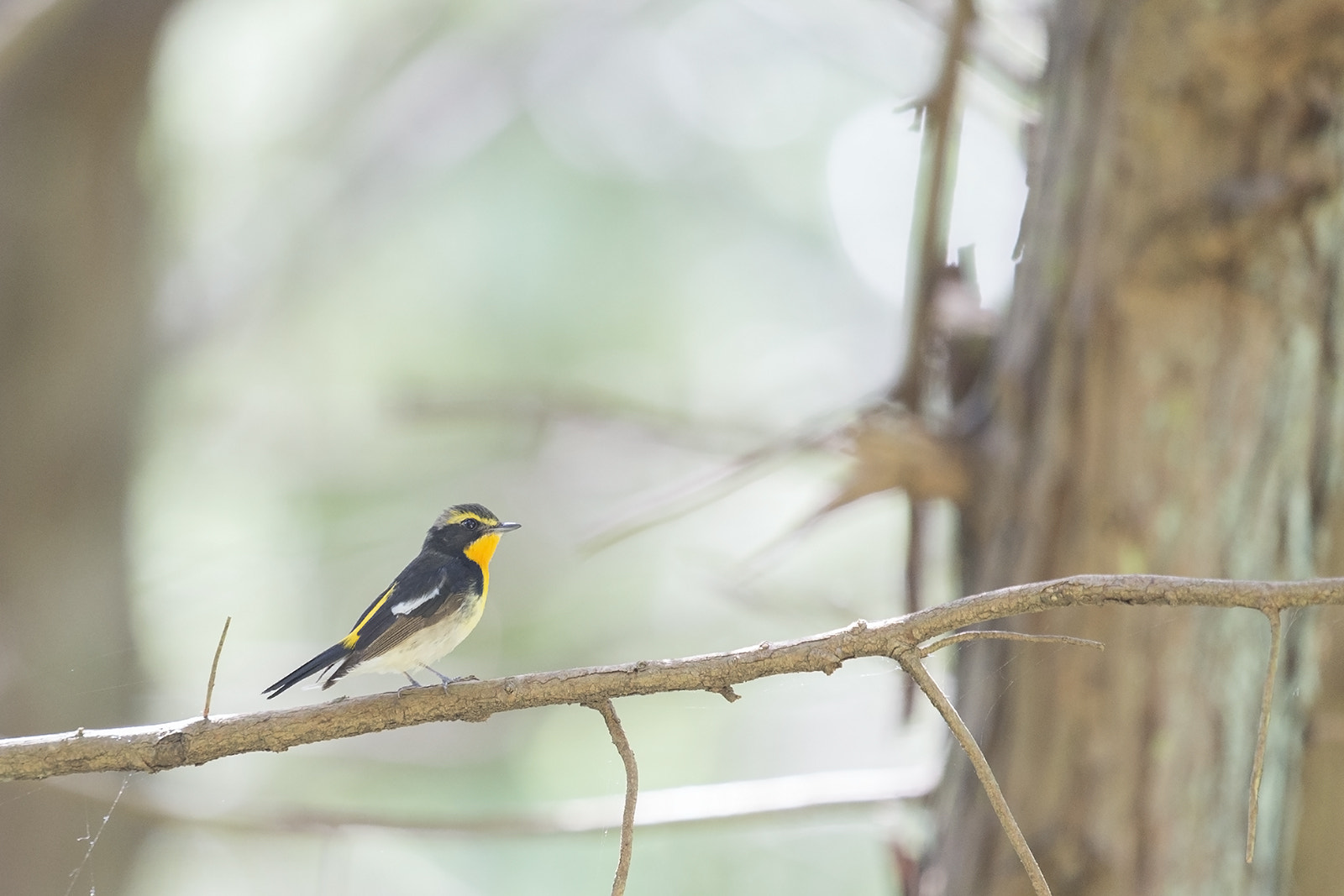 Nikon D4S + Nikon AF-S Nikkor 600mm F4G ED VR sample photo. 初夏の森 Ⅱ【ｷﾋﾞﾀｷ】 photography