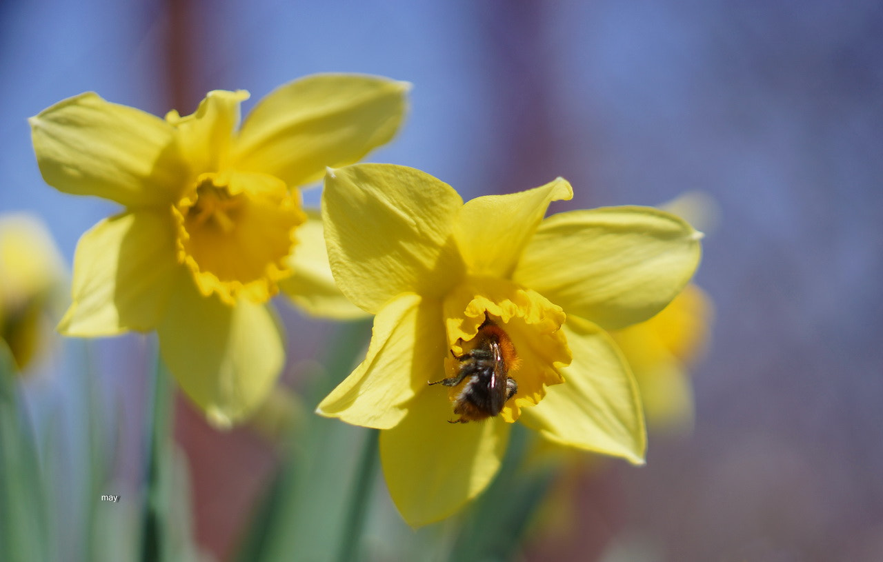 Sony SLT-A65 (SLT-A65V) + Minolta AF 50mm F1.7 sample photo. сбор нектара photography