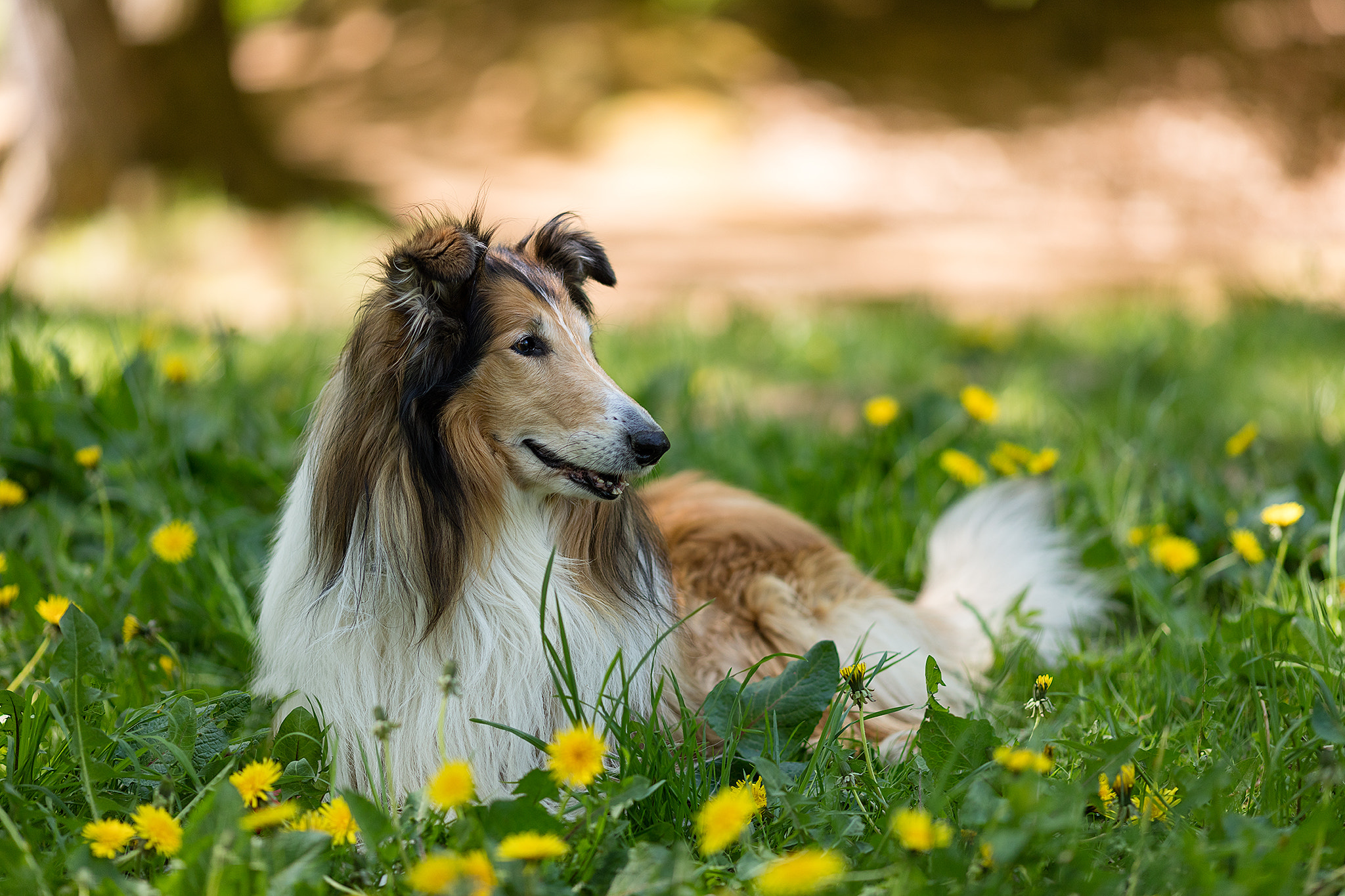 Canon EOS 5DS + Canon EF 135mm F2L USM sample photo. Sherlock photography