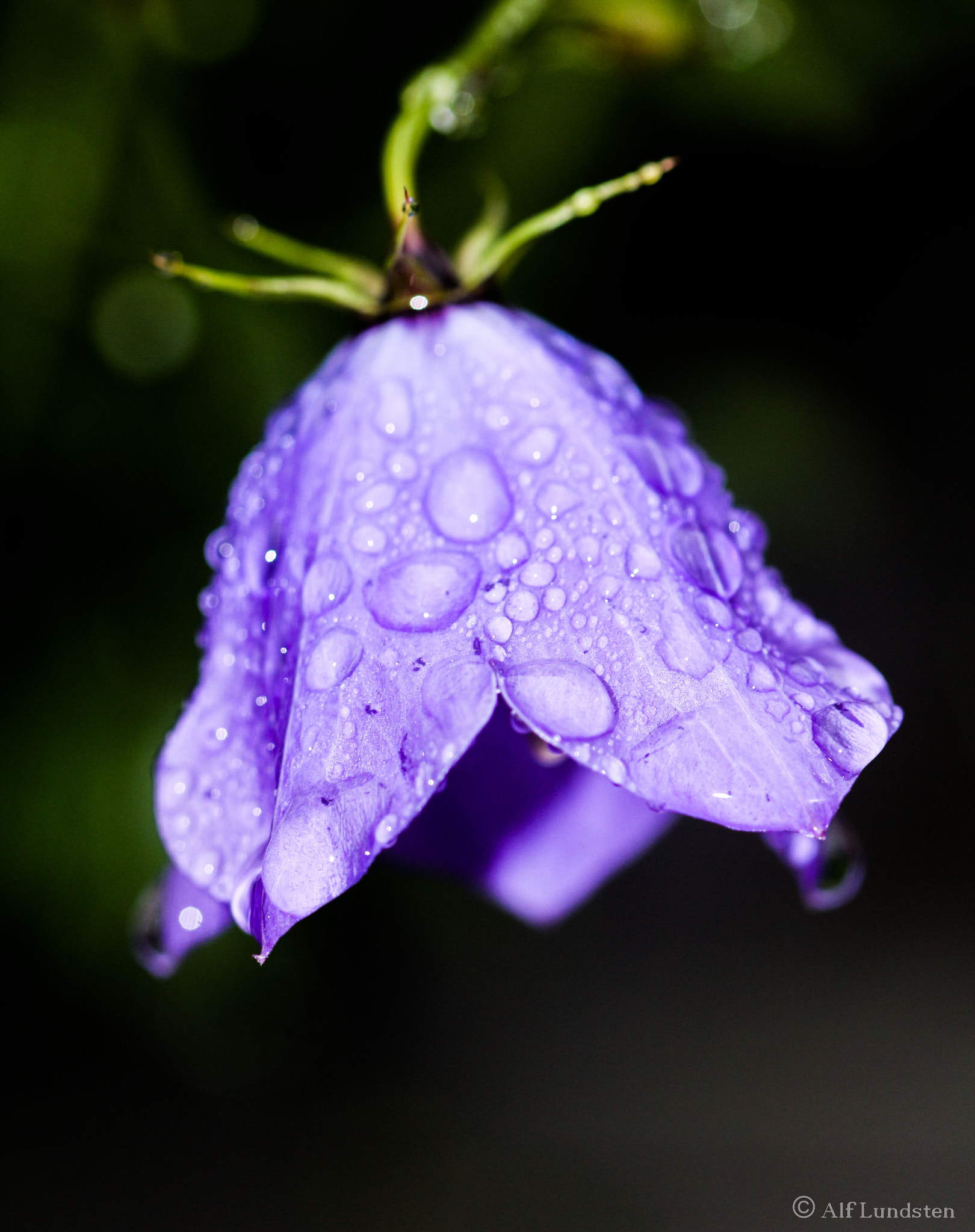 Canon EF 100mm F2.8 Macro USM sample photo. Bluebell in the rain photography