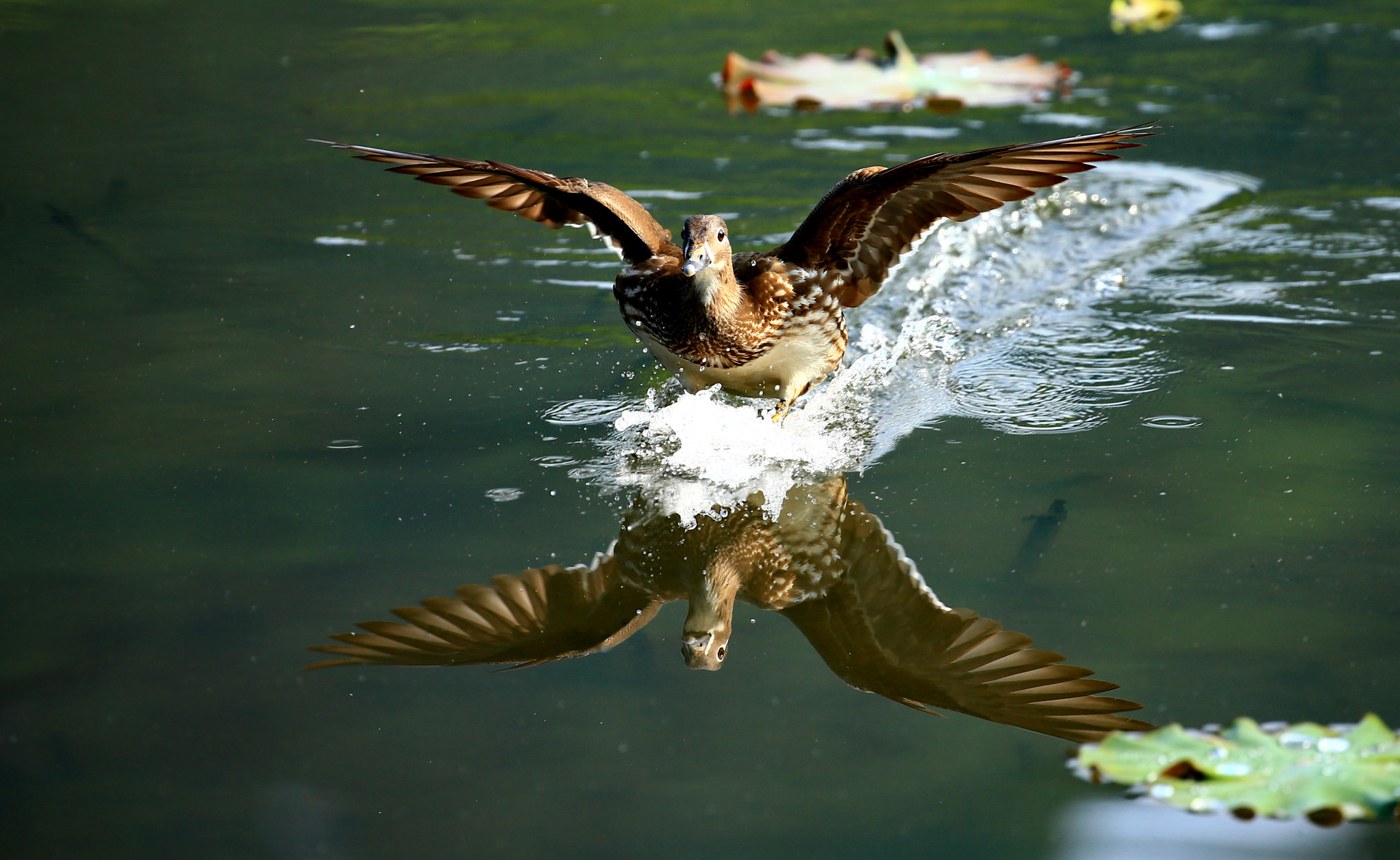Canon EF 100-400mm F4.5-5.6L IS II USM sample photo. Landing photography