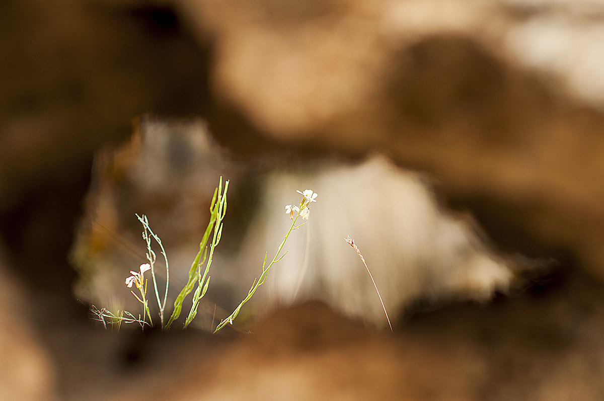 Nikon D90 + Nikon AF-S Nikkor 85mm F1.4G sample photo. Delicate photography