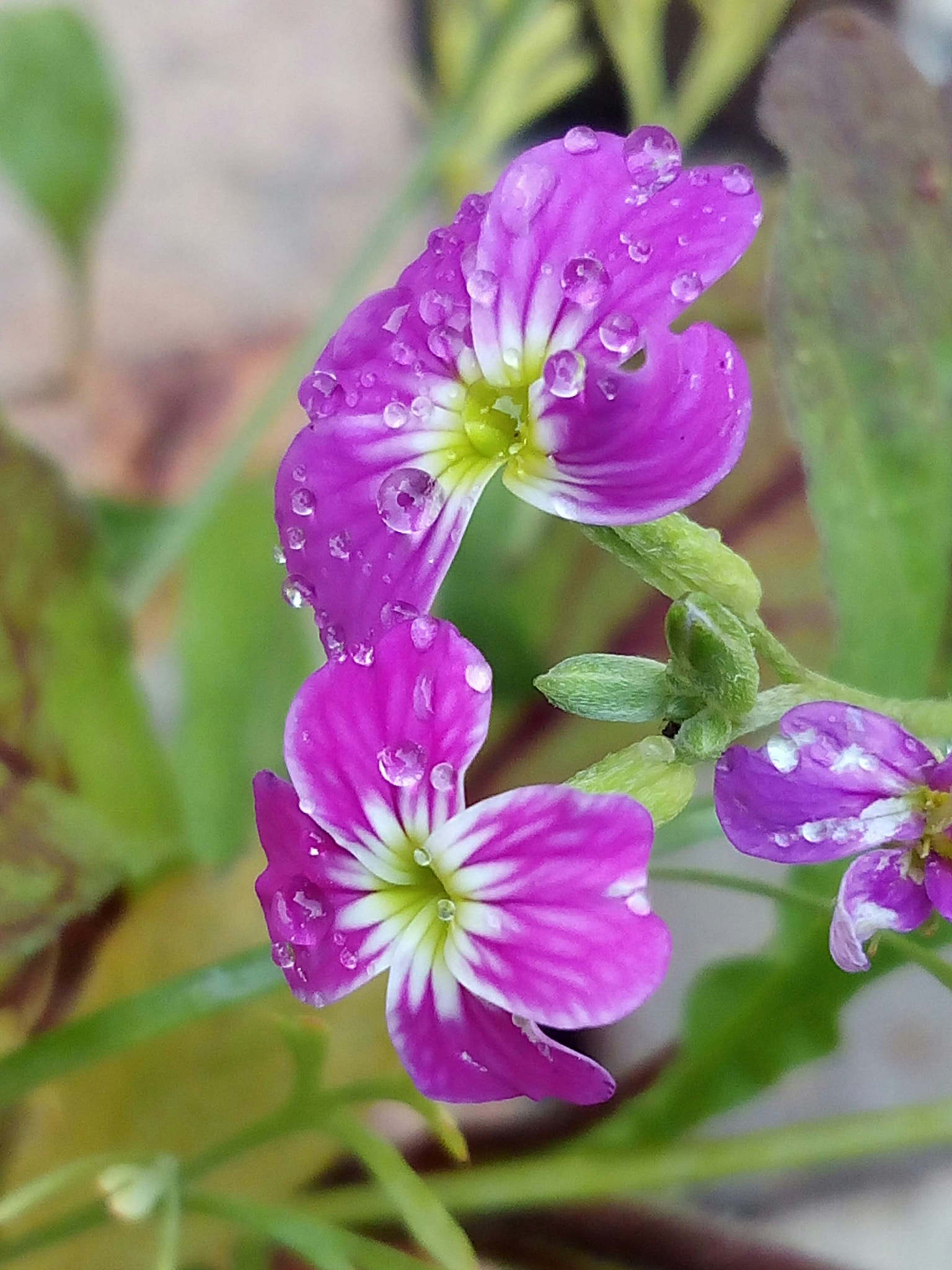 bq Aquaris E5 HD sample photo. Flores photography
