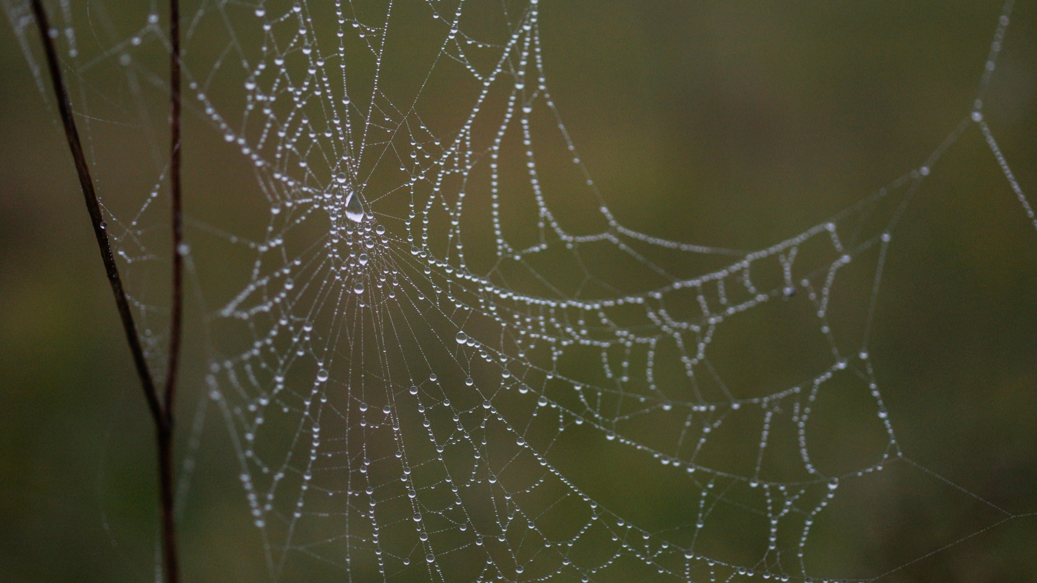 Sony 50mm F2.8 Macro sample photo. Spider's web photography