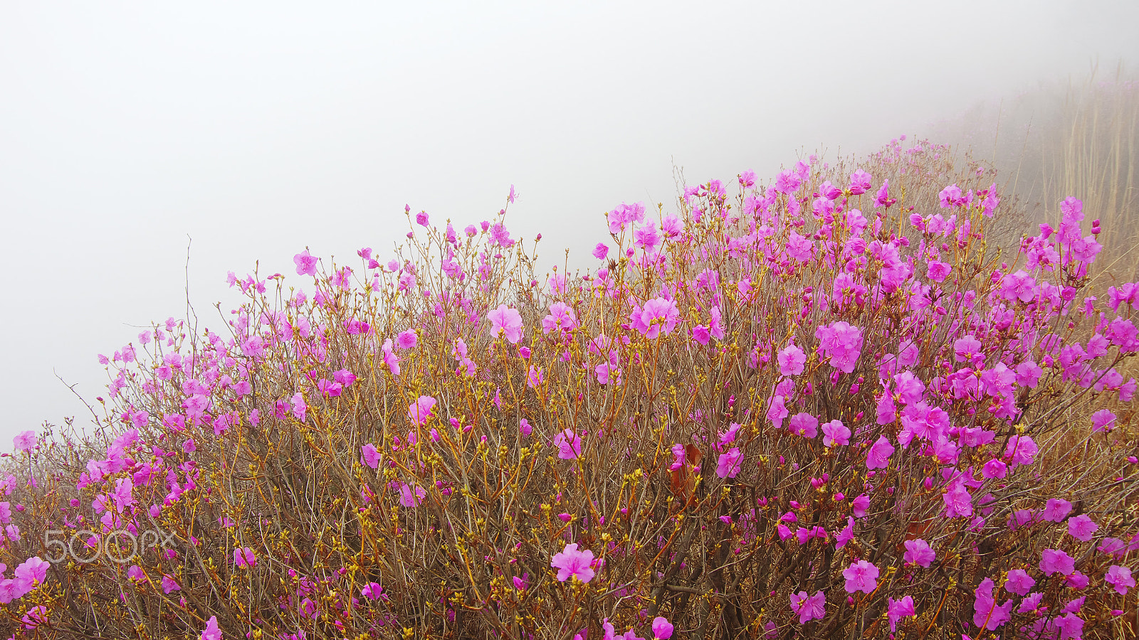 Pentax K-5 IIs sample photo. Pink garden in the cloud photography