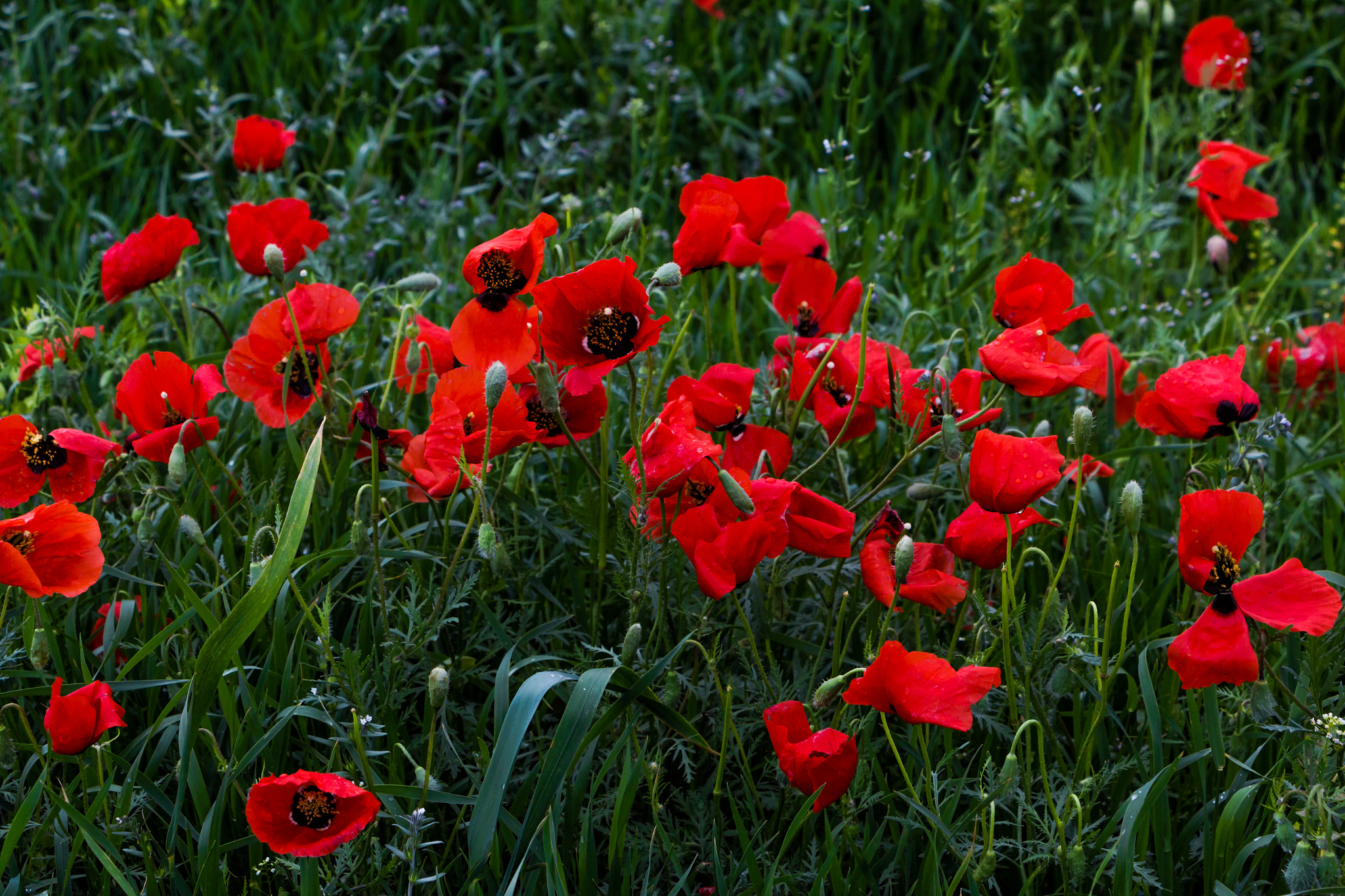 Canon EF-S 18-135mm F3.5-5.6 IS STM sample photo. Маки после дождя photography