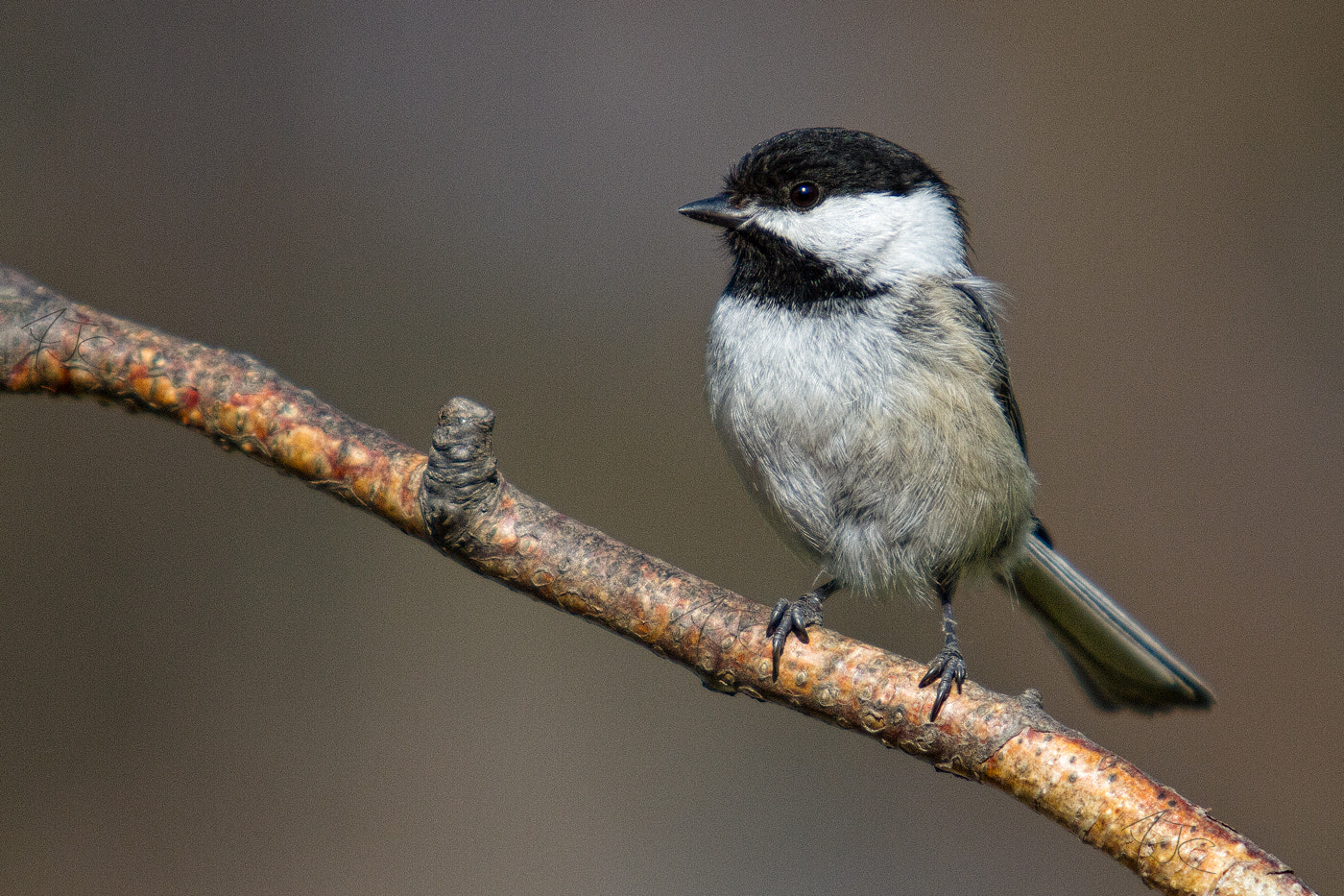 Canon EF 70-200mm F2.8L USM sample photo. Morning visitor photography