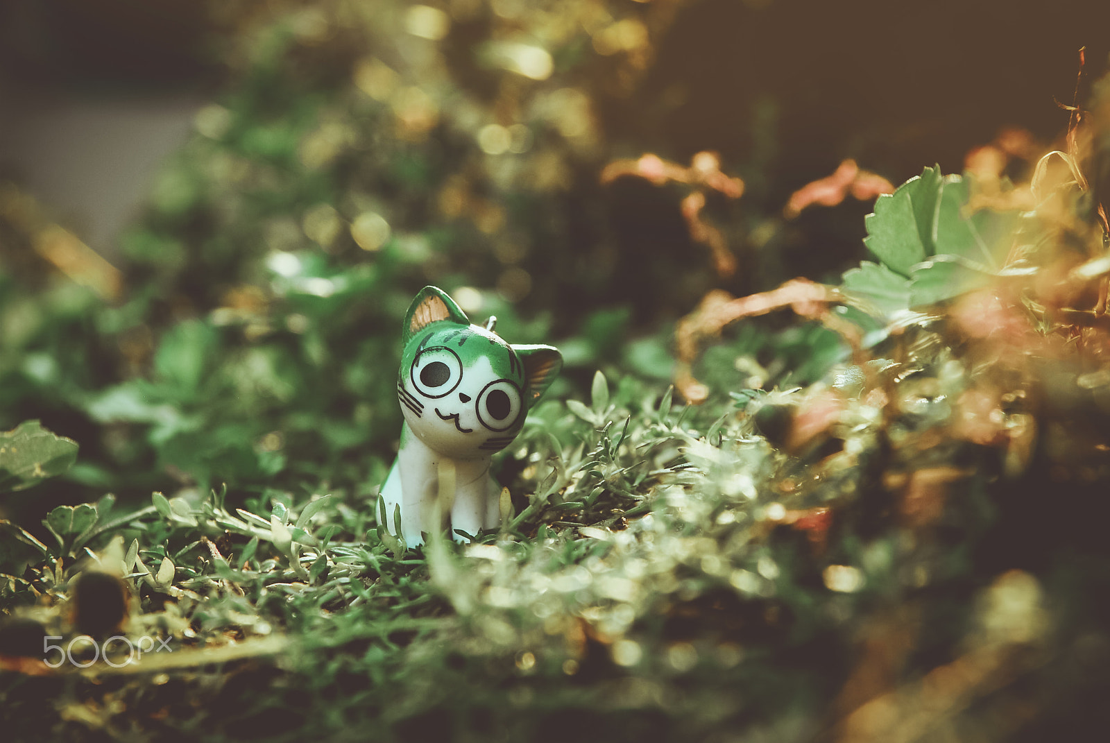 Nikon D60 sample photo. A little cat photography