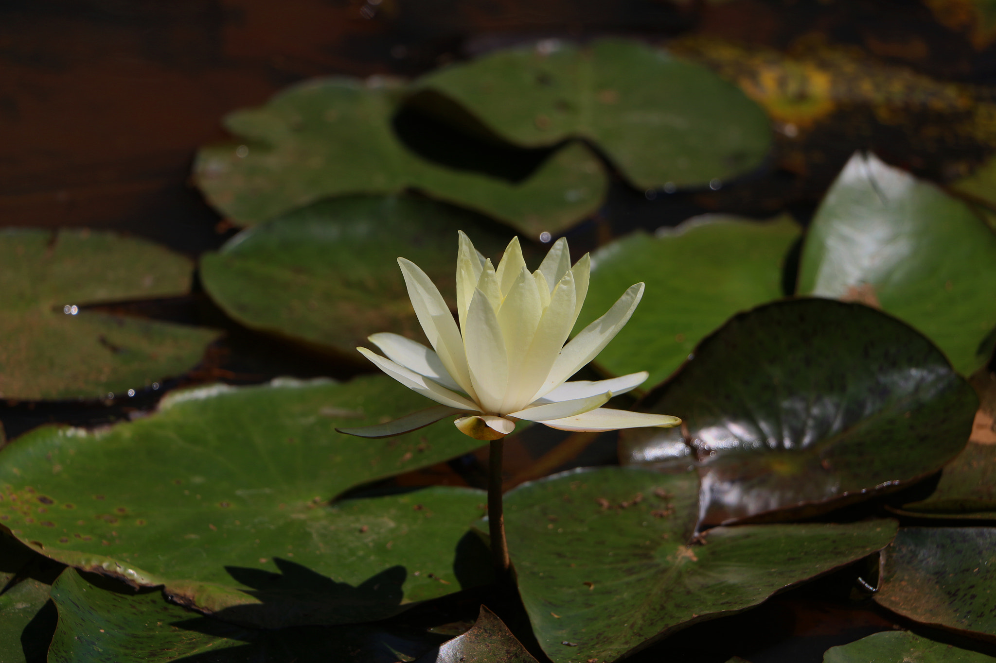 Canon EF-S 18-135mm F3.5-5.6 IS STM sample photo. Flower photography