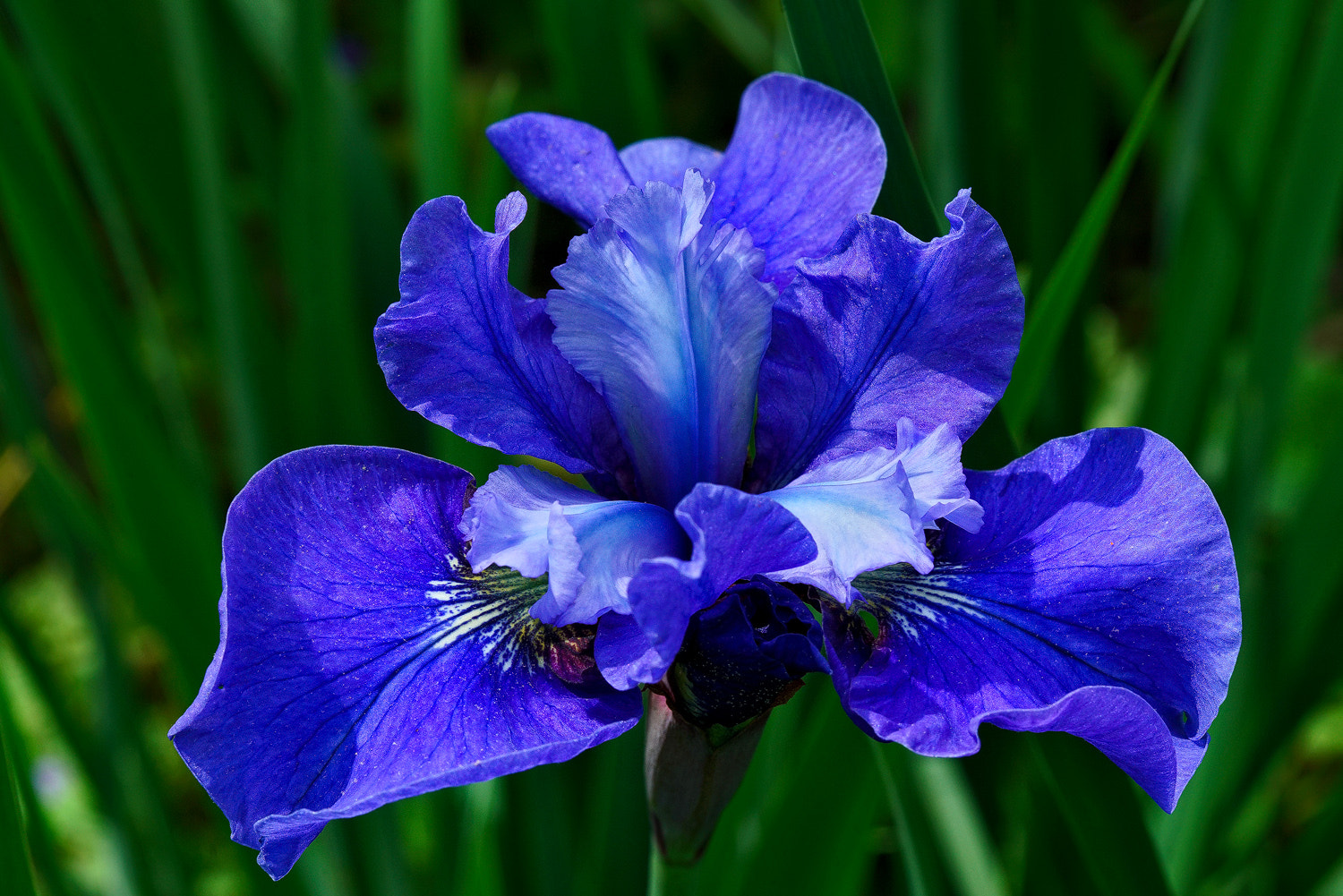 100mm F2.8 SSM sample photo. 1st iris photography