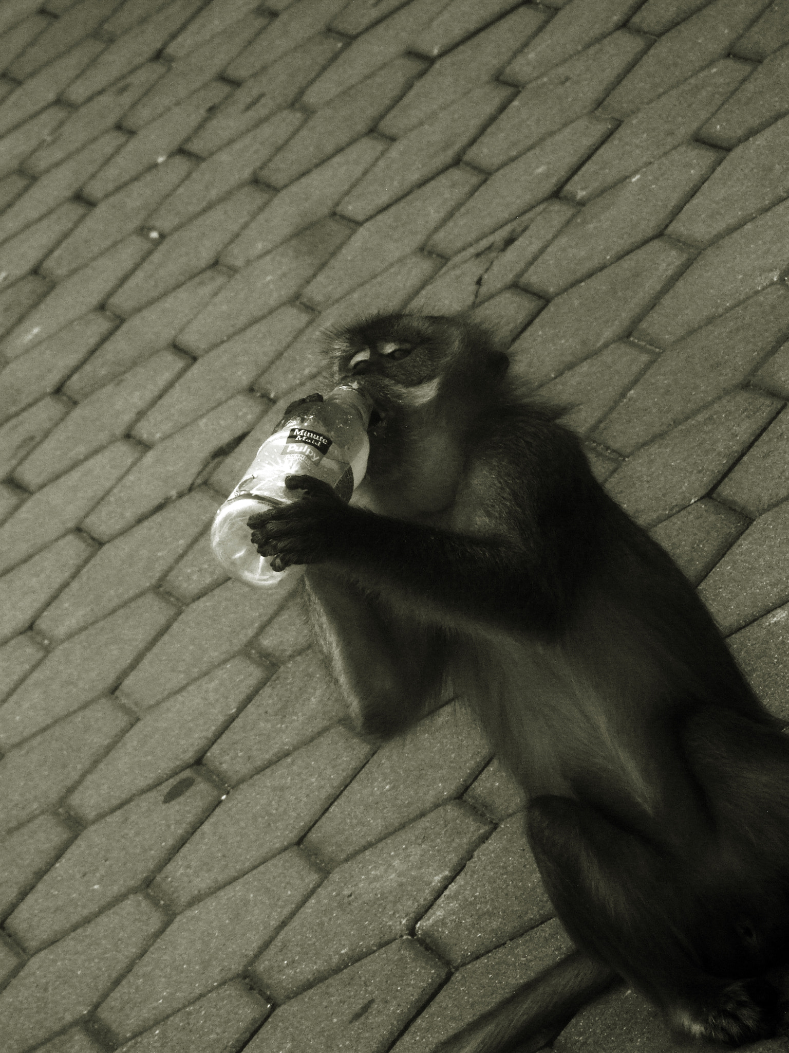 Fujifilm FinePix S9100 sample photo. Thirsty monkey photography