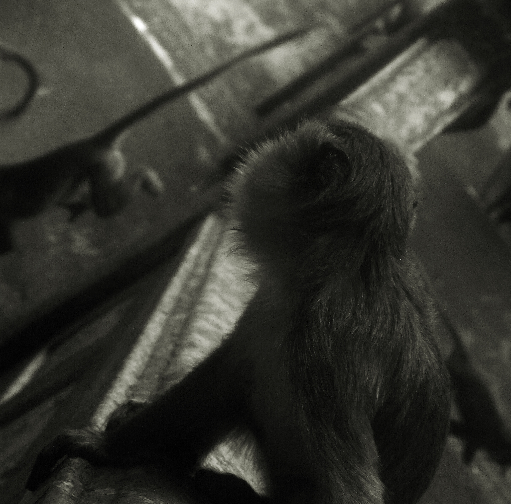 Fujifilm FinePix S9100 sample photo. Monkey business photography