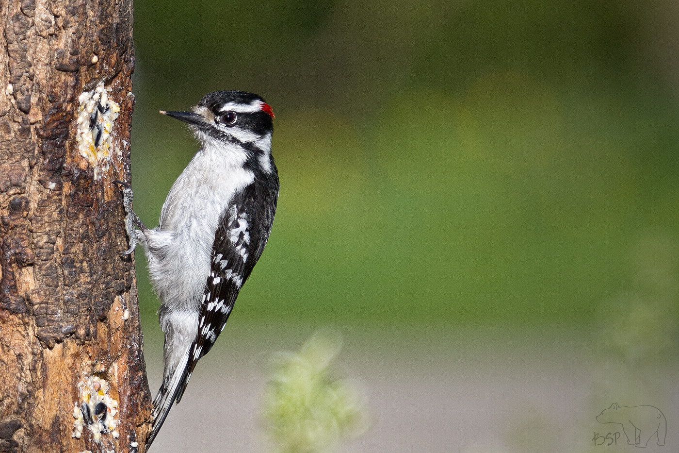 Canon EOS 7D + Canon EF 70-200mm F2.8L USM sample photo. Downy woodpecker photography