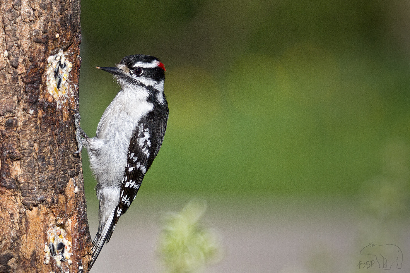 Canon EF 70-200mm F2.8L USM sample photo. Downy woodpecker photography