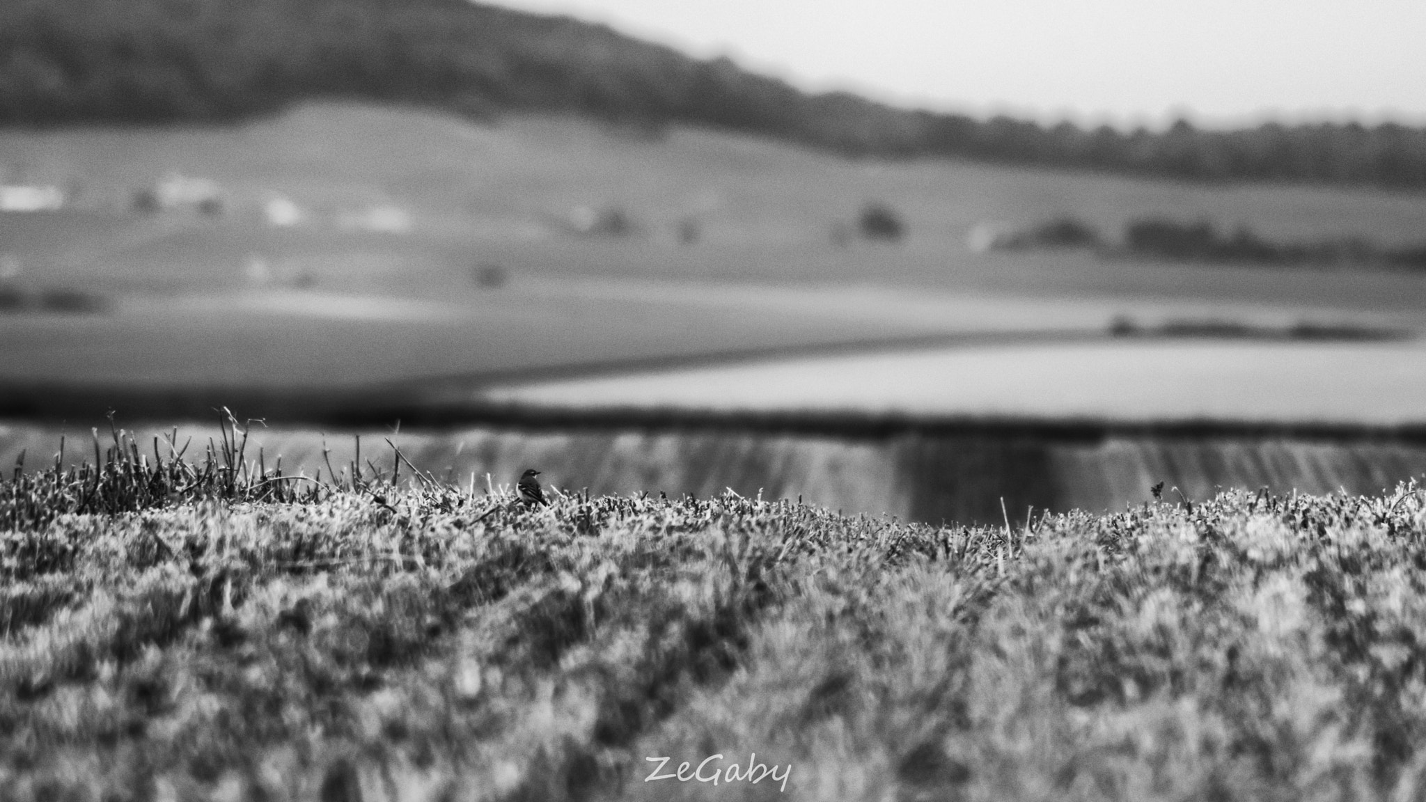Tamron AF 70-300mm F4-5.6 Di LD Macro sample photo. Nature photography