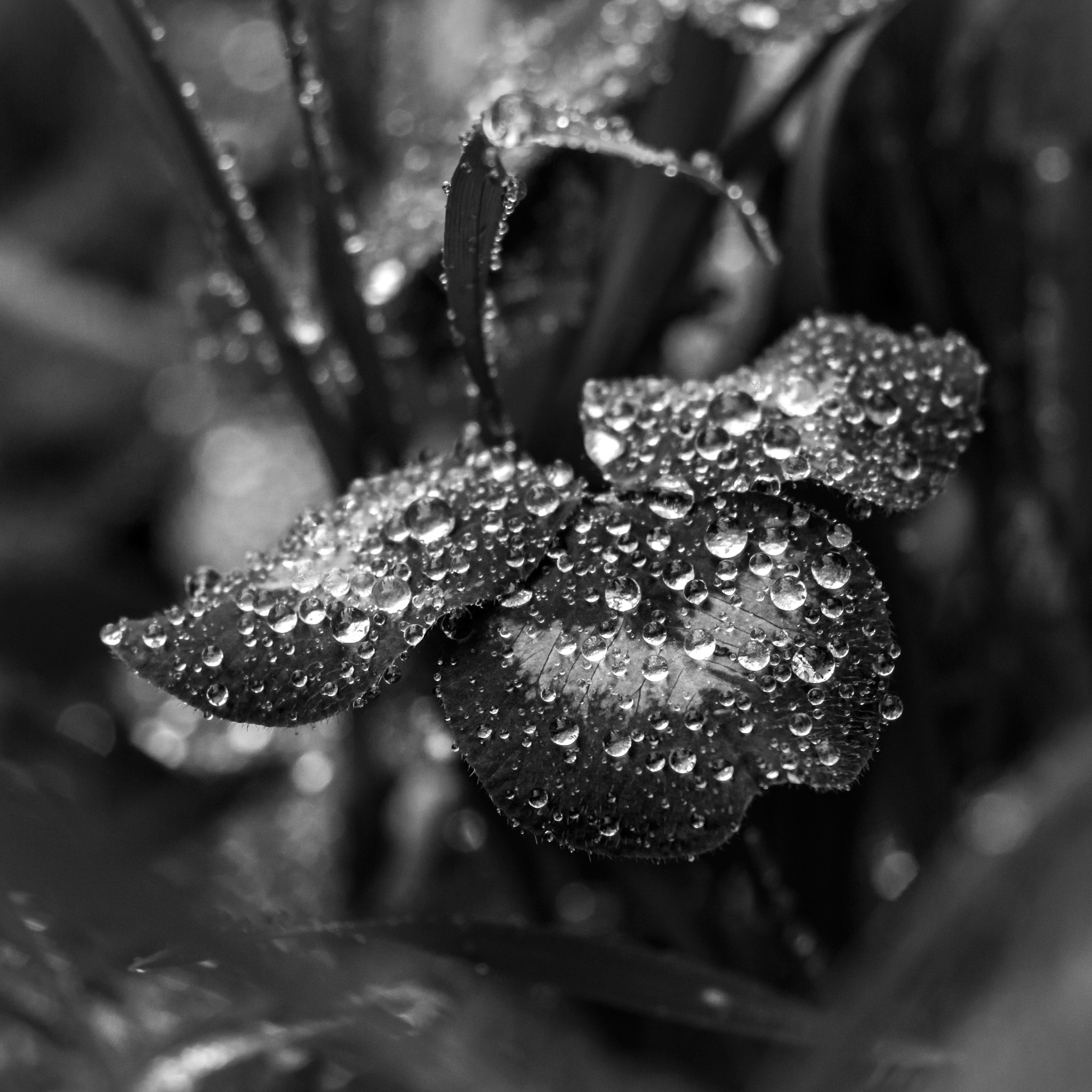 Canon EF-S 18-135mm F3.5-5.6 IS STM sample photo. Капли photography