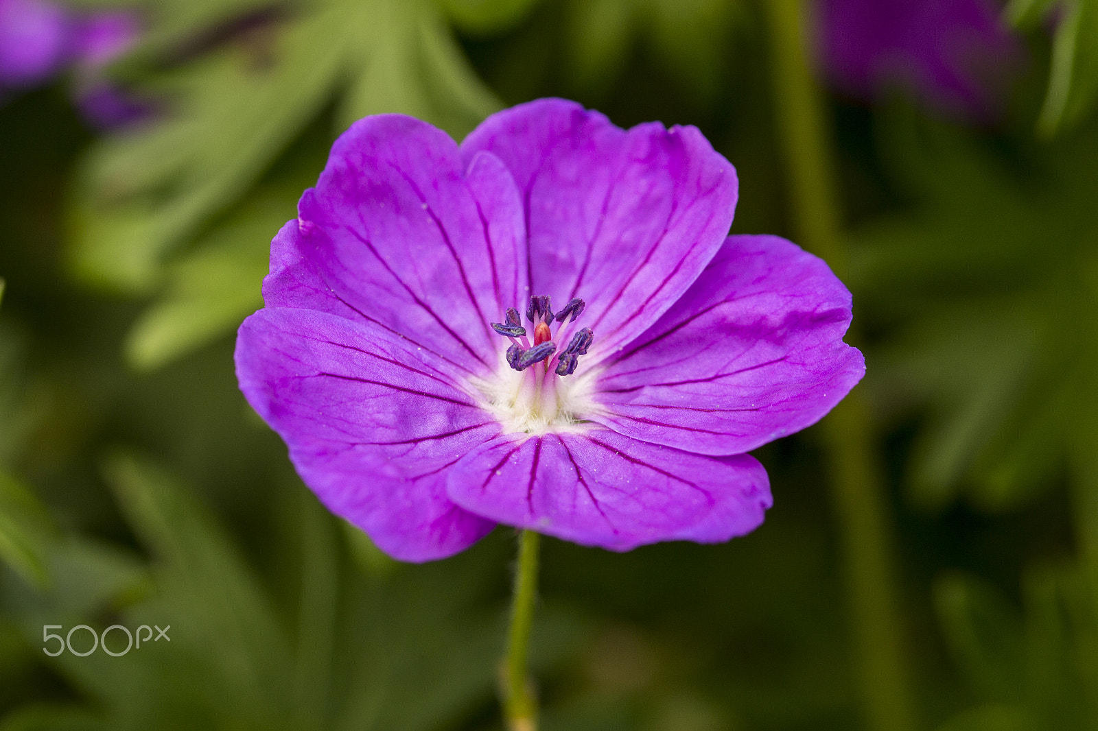 Canon EF 100mm F2.8L Macro IS USM sample photo. Purple geranium photography