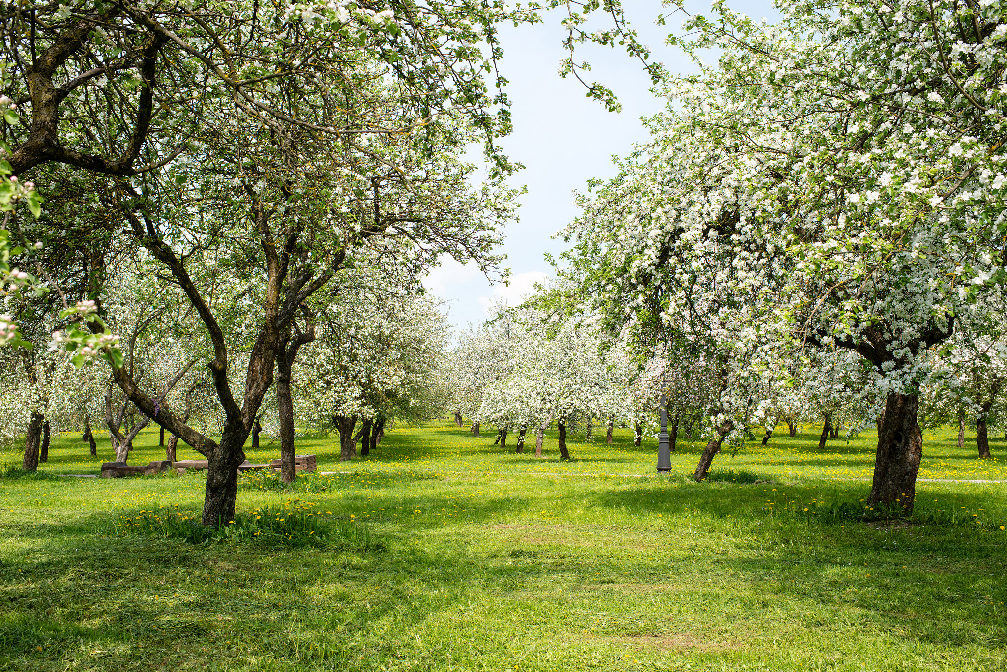 Nikon D800E + Nikon AF-S Nikkor 35mm F1.4G sample photo. Spring orchard photography