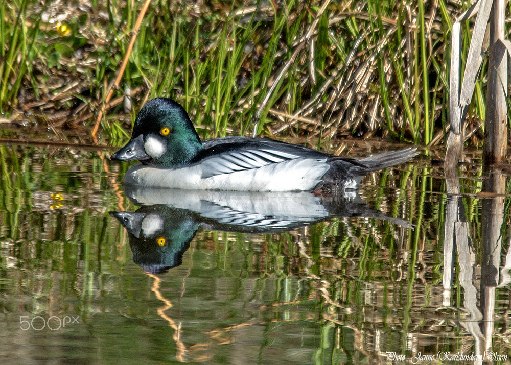 Sigma 120-400mm F4.5-5.6 DG OS HSM sample photo. Bucephala clangula photography