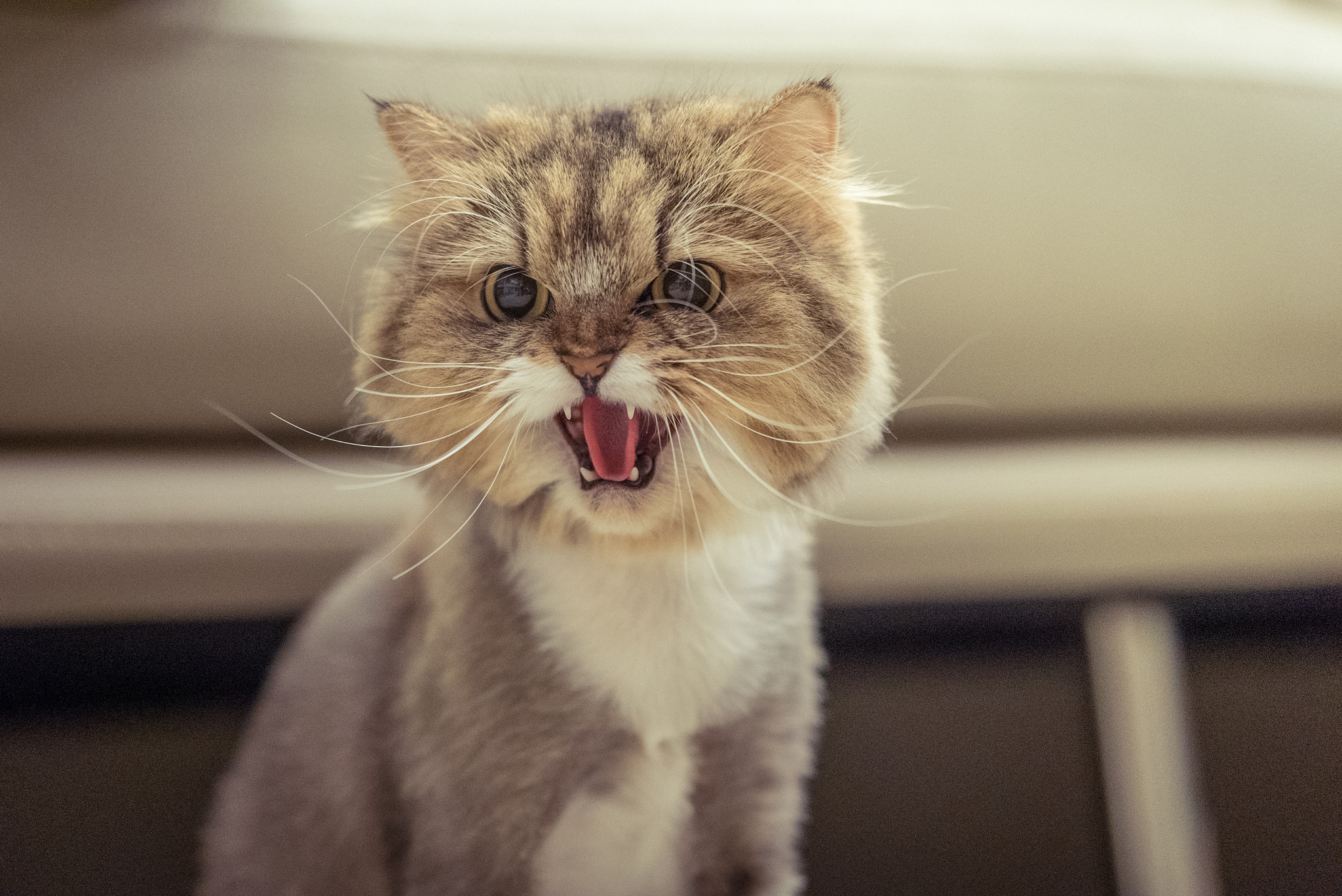 Sony a7S + Sony FE 90mm F2.8 Macro G OSS sample photo. Haku is a tough guy photography