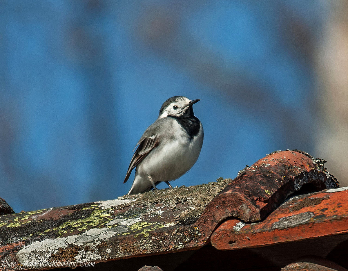 Sigma 120-400mm F4.5-5.6 DG OS HSM sample photo. Motacilla alba photography