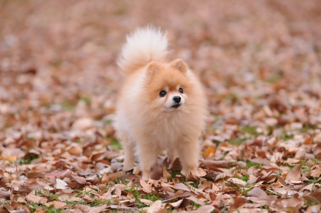 AF-S Zoom-Nikkor 80-200mm f/2.8D IF-ED sample photo. Chiro photography