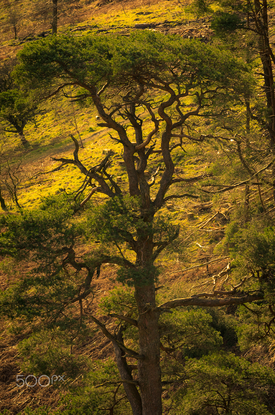 Pentax smc DA* 300mm F4.0 ED (IF) SDM sample photo. Pine photography