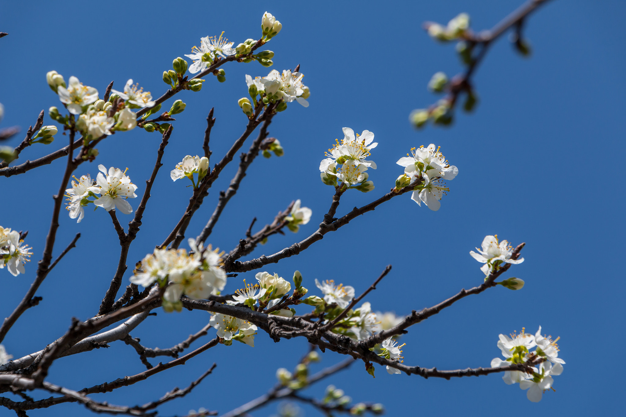 Canon EF-S 18-135mm F3.5-5.6 IS STM sample photo. Ветка сливы в цвету photography