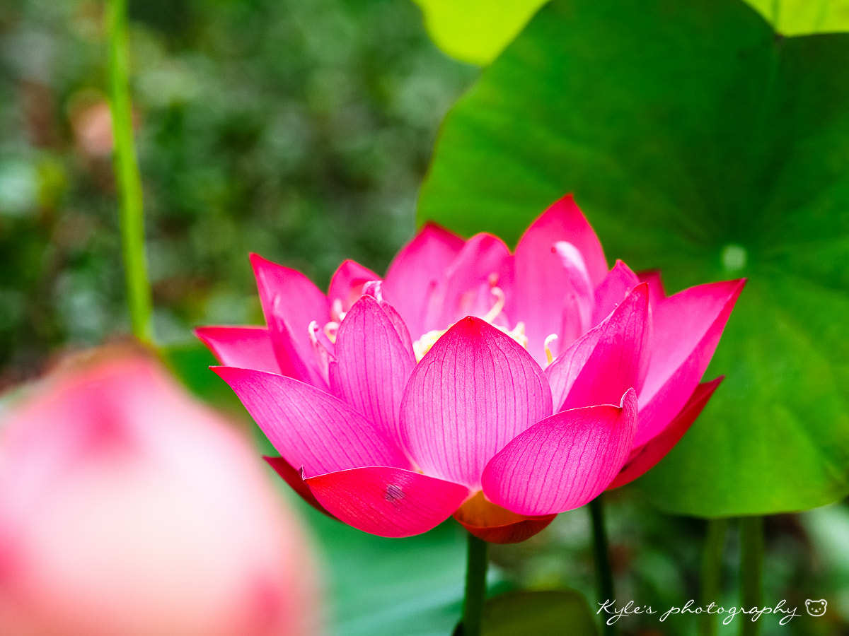 Olympus OM-D E-M1 + OLYMPUS 50mm Lens sample photo. Lotus photography