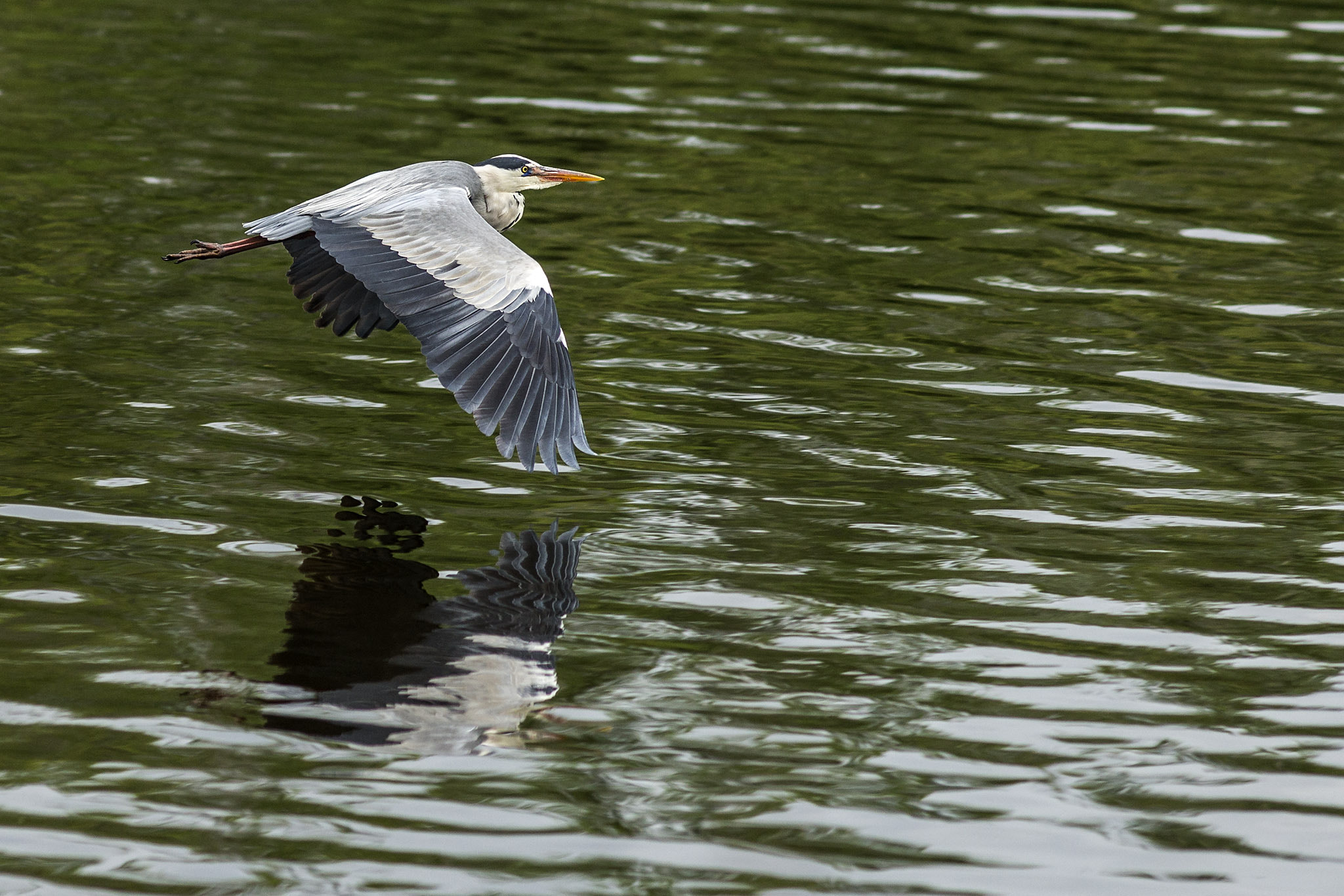 Sony a99 II + Minolta AF 200mm F2.8 APO sample photo. Flying low over the water photography
