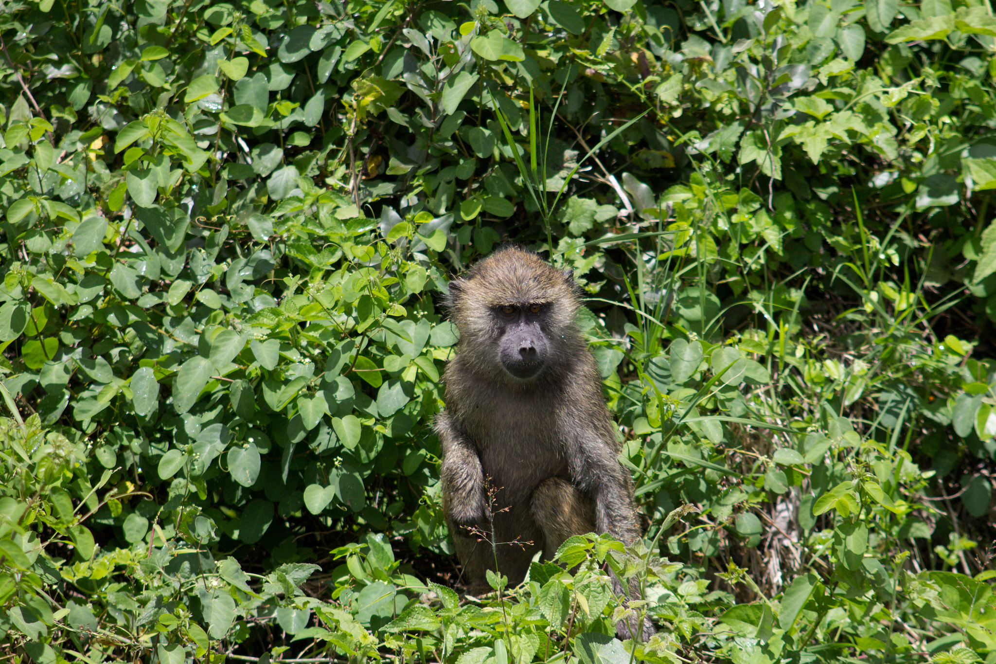 Canon EF 55-200mm F4.5-5.6 II USM sample photo. Tanzania - arusha national park photography