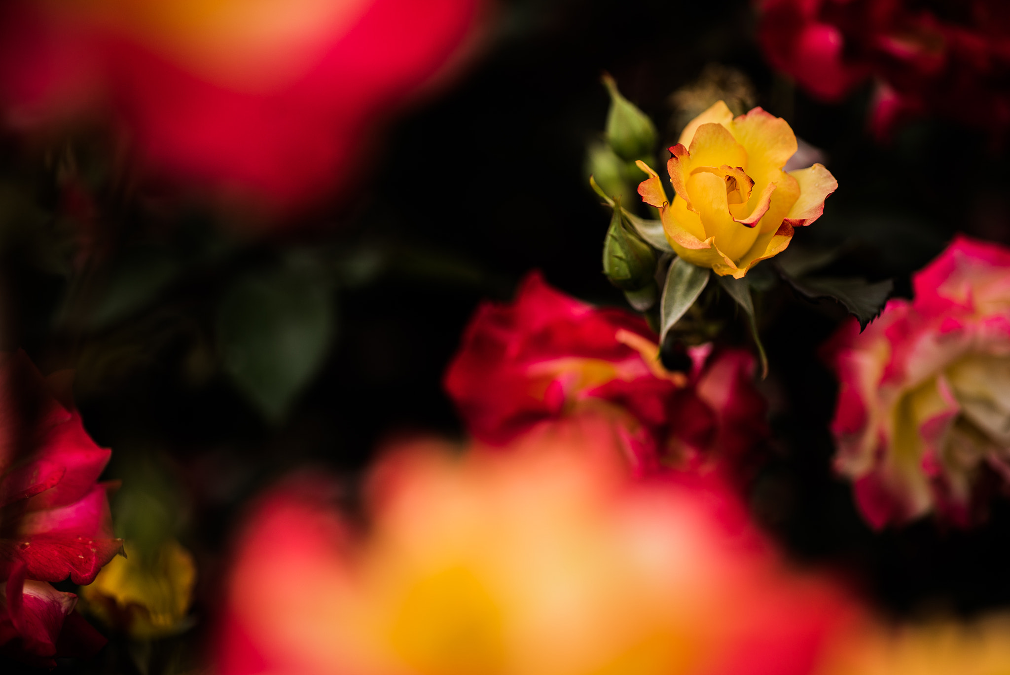 Sony a7S + Sigma 70mm F2.8 EX DG Macro sample photo. Do not lose heart photography