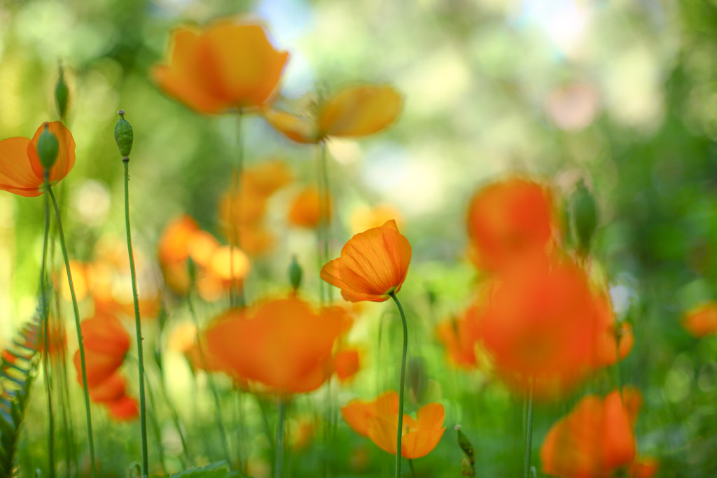 Pretty Little Poppy by Kimber Leigh on 500px.com
