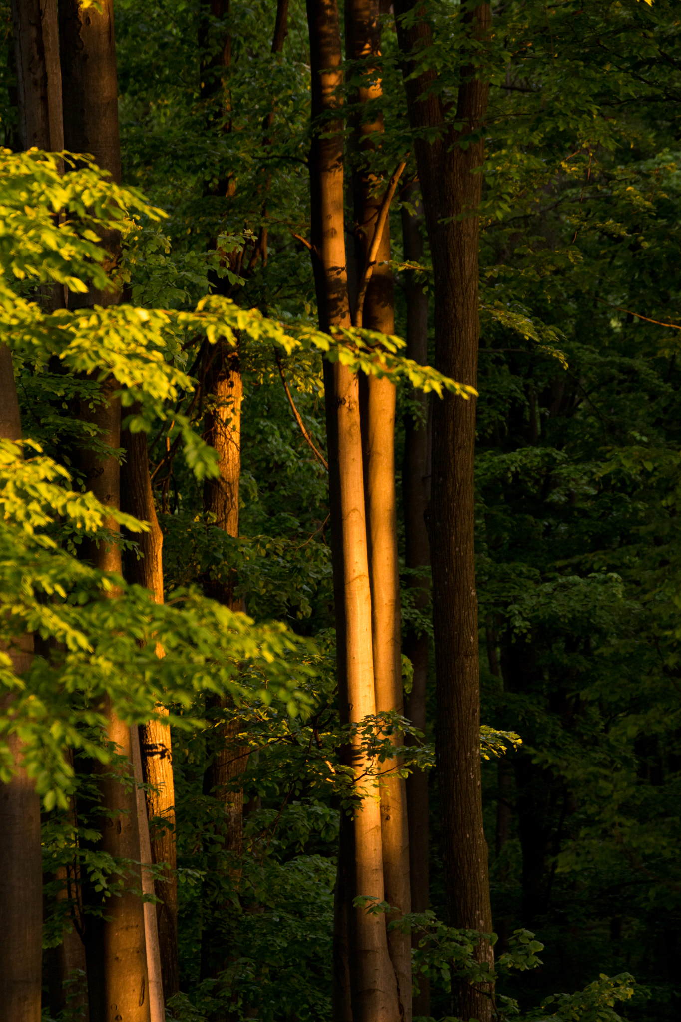 Canon EF 70-300mm F4-5.6L IS USM sample photo. Sunrise on tree photography