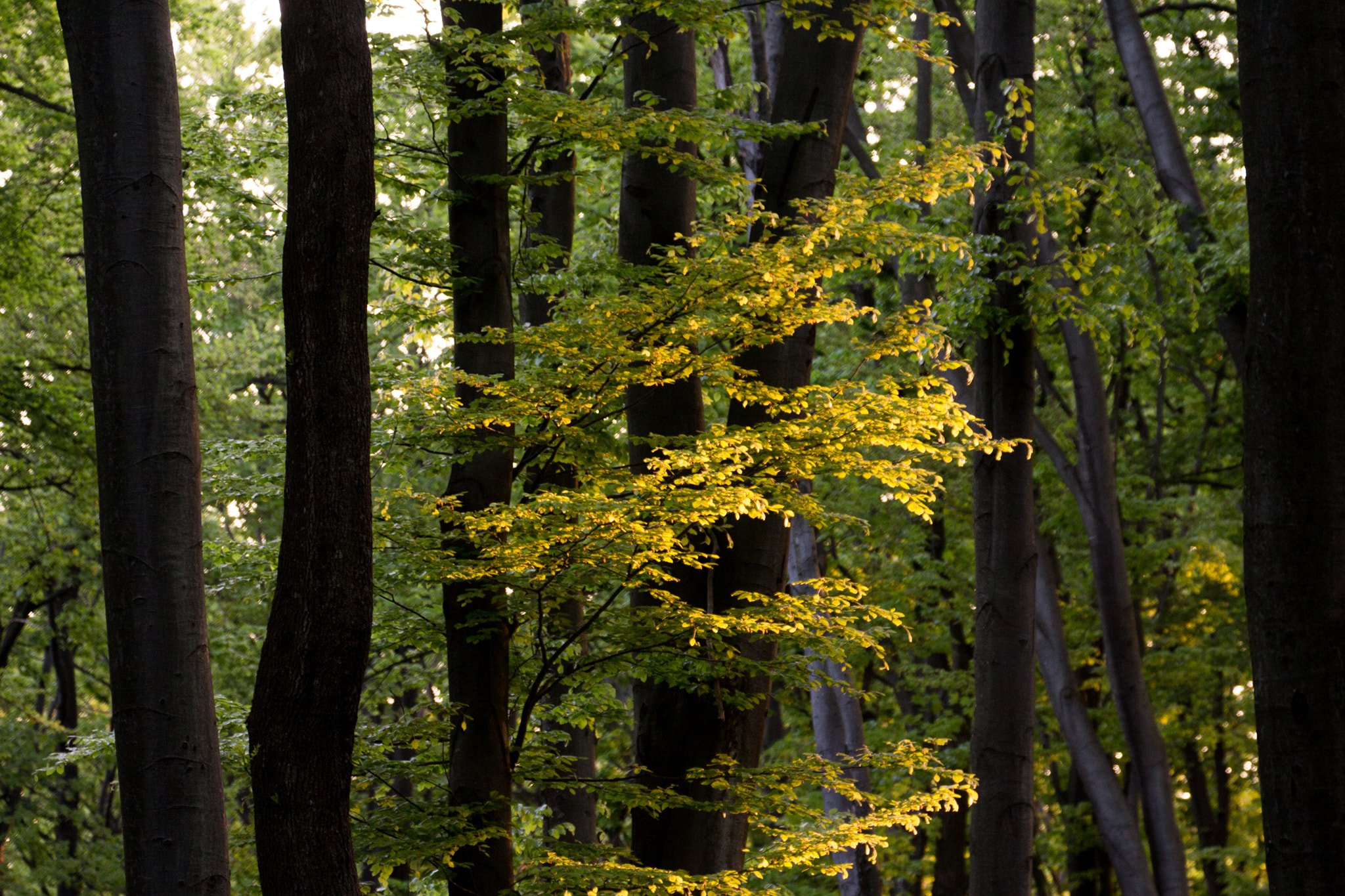 Canon EF 70-300mm F4-5.6L IS USM sample photo. Sunrise on tree photography
