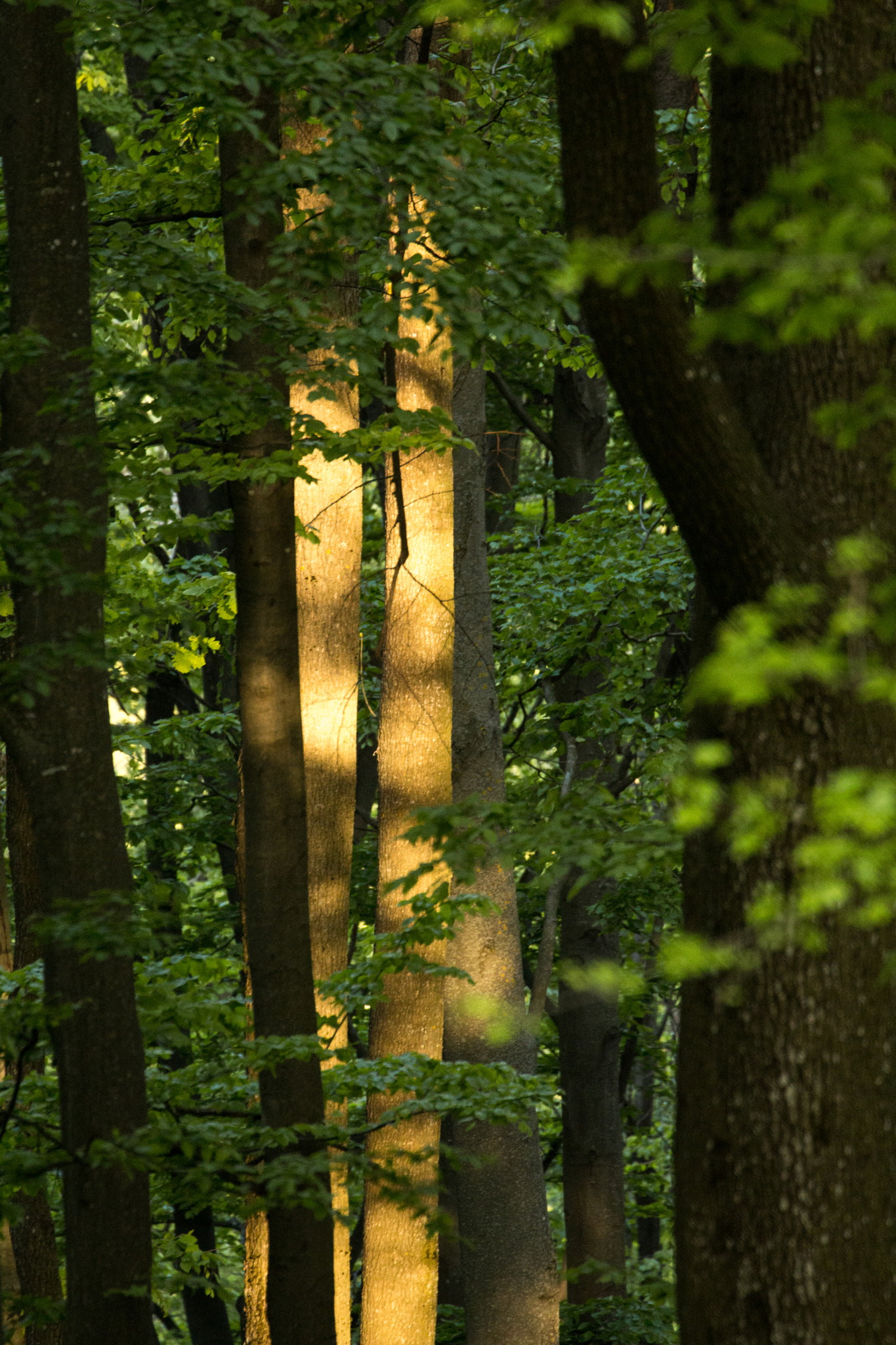 Canon EF 70-300mm F4-5.6L IS USM sample photo. Forest photography