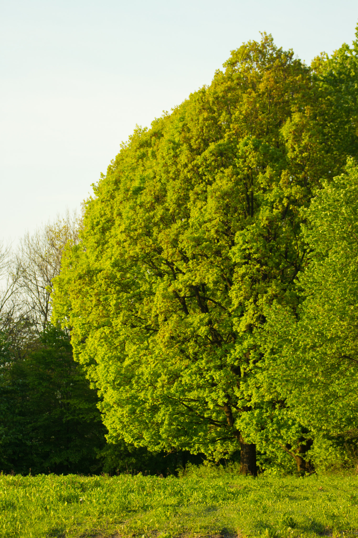 Canon EF 70-300mm F4-5.6L IS USM sample photo. Tree photography